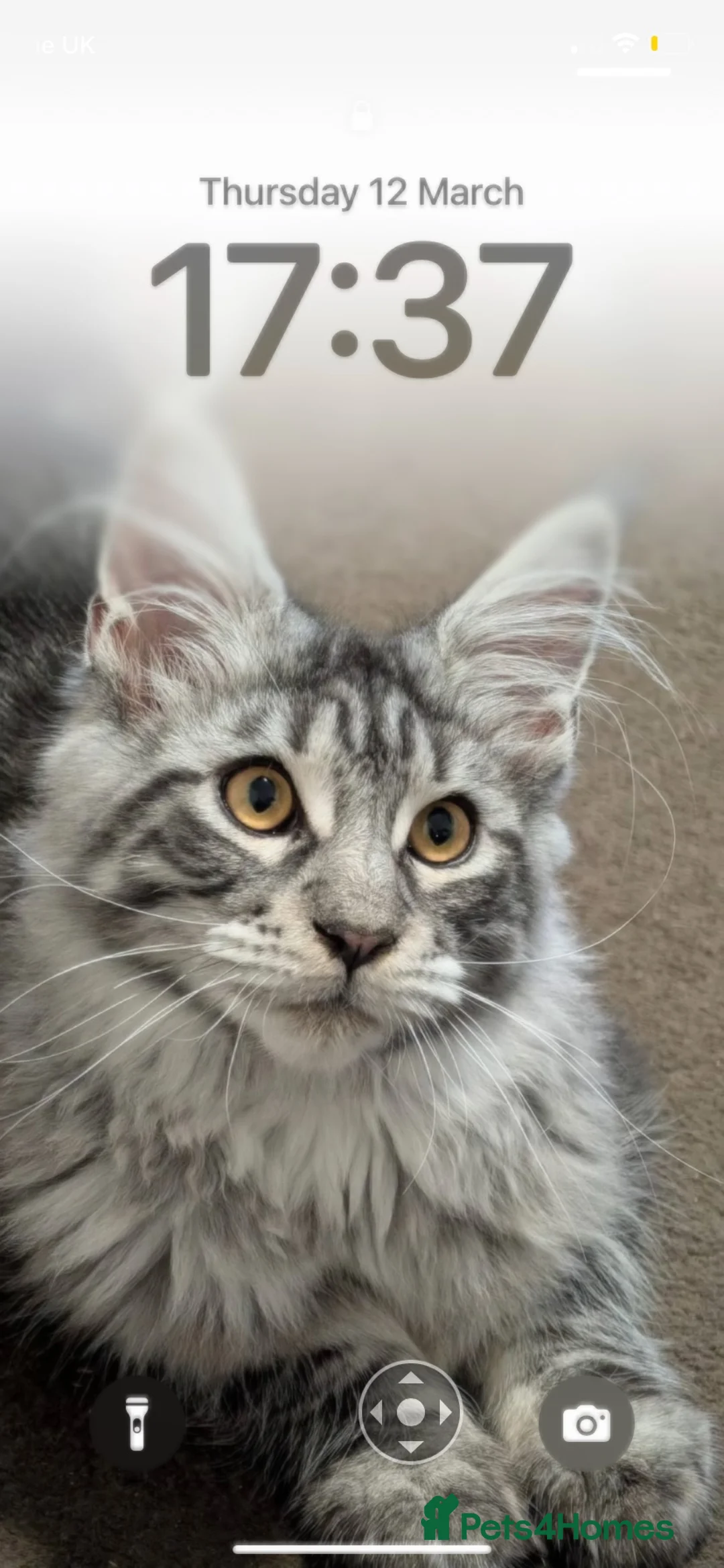 Maine Coon cats for stud: Loki the Maine coon for studding in Blackburn - Advert 2