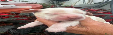Cocker Spaniel 2