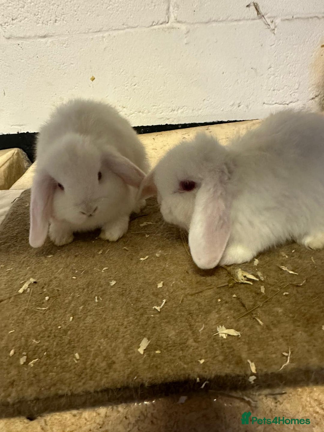 Dwarf Lop rabbits for sale: Drawf lop babies for sale - Advert 4