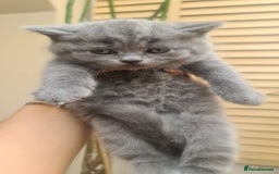 British Shorthair cats for sale: Both parents pedigrees- Dad 5x 🏆 3 boys 1 girl  - Image 13
