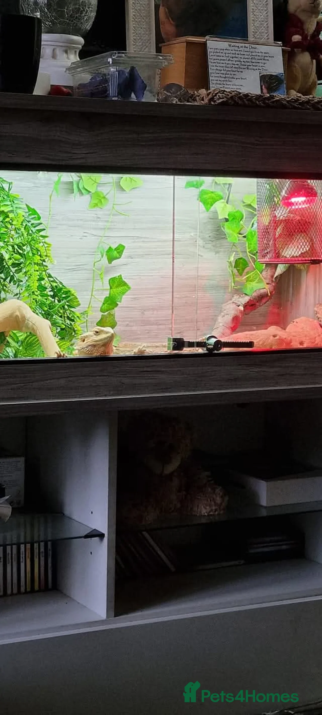 Dragon reptiles for sale: Bearded dragons in Dagenham - Advert 2