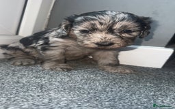 Cockapoo dogs for sale: 5 beautiful cockapoos! ONLY 2 LEFT  - Image 2