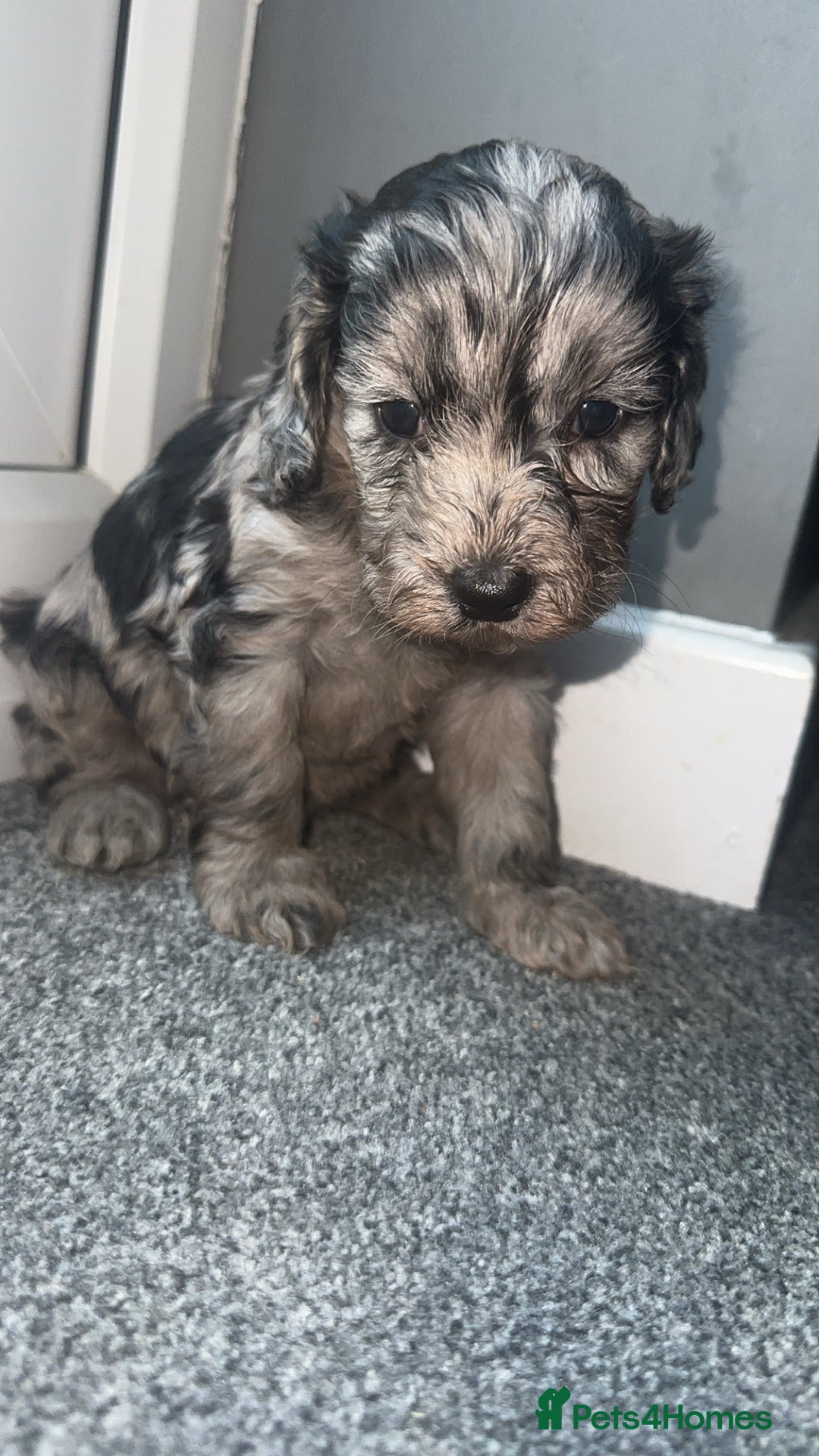 Cockapoo dogs for sale: 5 beautiful cockapoos! ONLY 2 LEFT  - Image 2