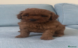 Cockapoo dogs for sale: Toy F1B cockapoo pups - Image 16