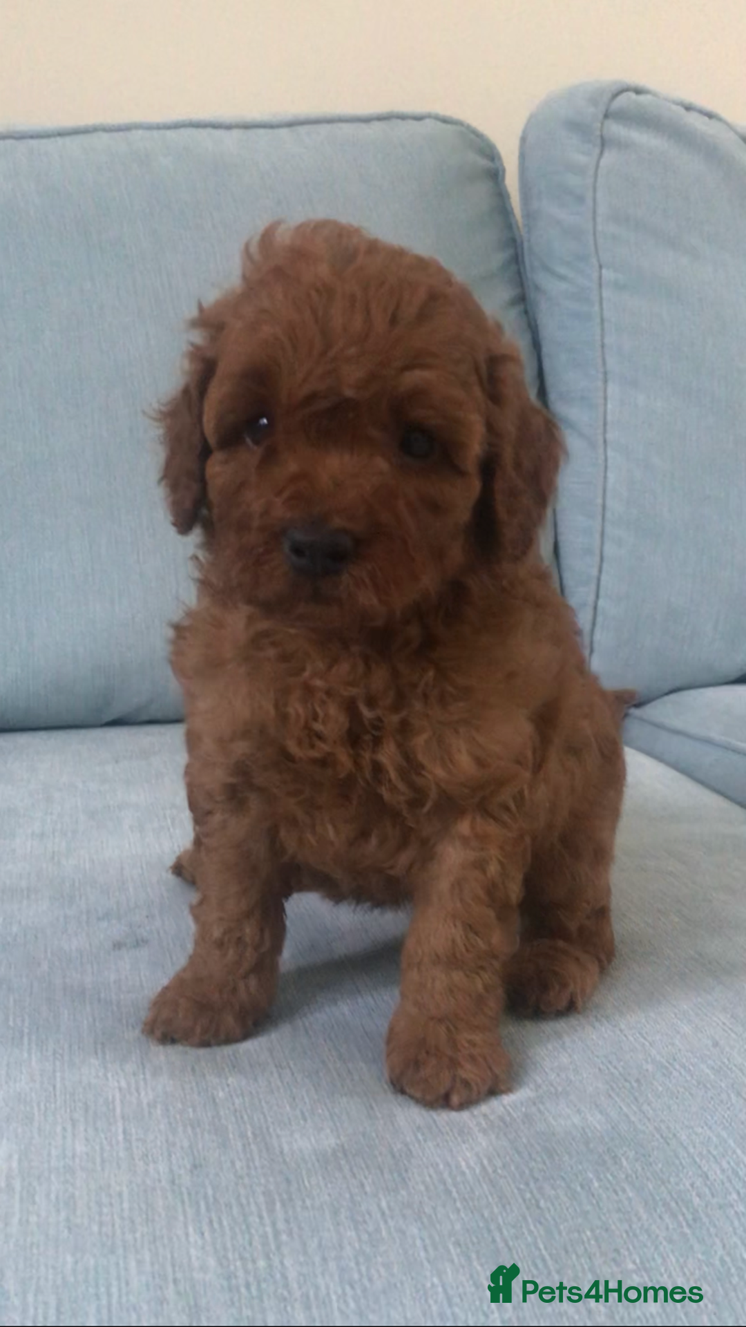 Cockapoo dogs for sale: Toy F1B cockapoo pups - Image 16