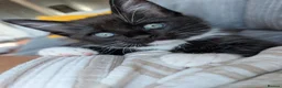Mixed Breed cats for sale: Maine coon x - Advert 9