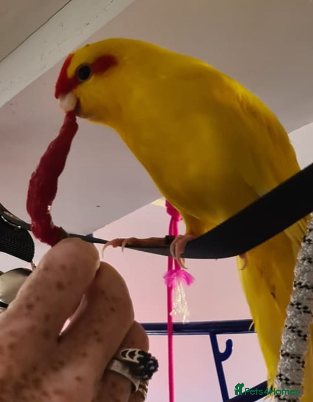 Parakeets birds for sale: Kakariki's x3 Males dna'd Kakariki's  - Advert 32