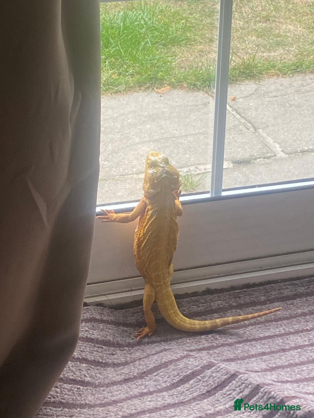 Bearded Dragon reptiles for sale: Bearded Dragon with Viv & complete set up £350 - Advert 3