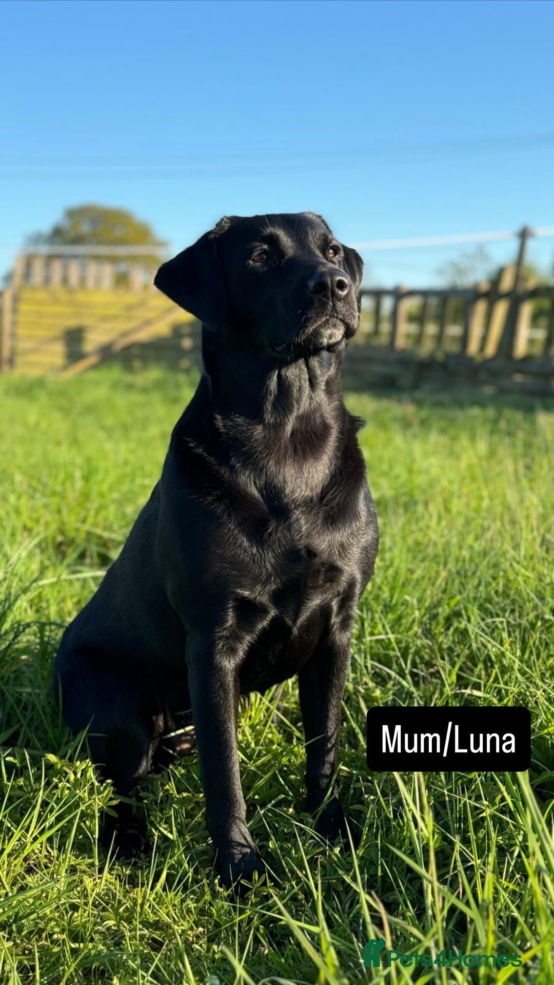 Labrador Retriever dogs for sale: Labrador Retriever Puppies  - Image 8