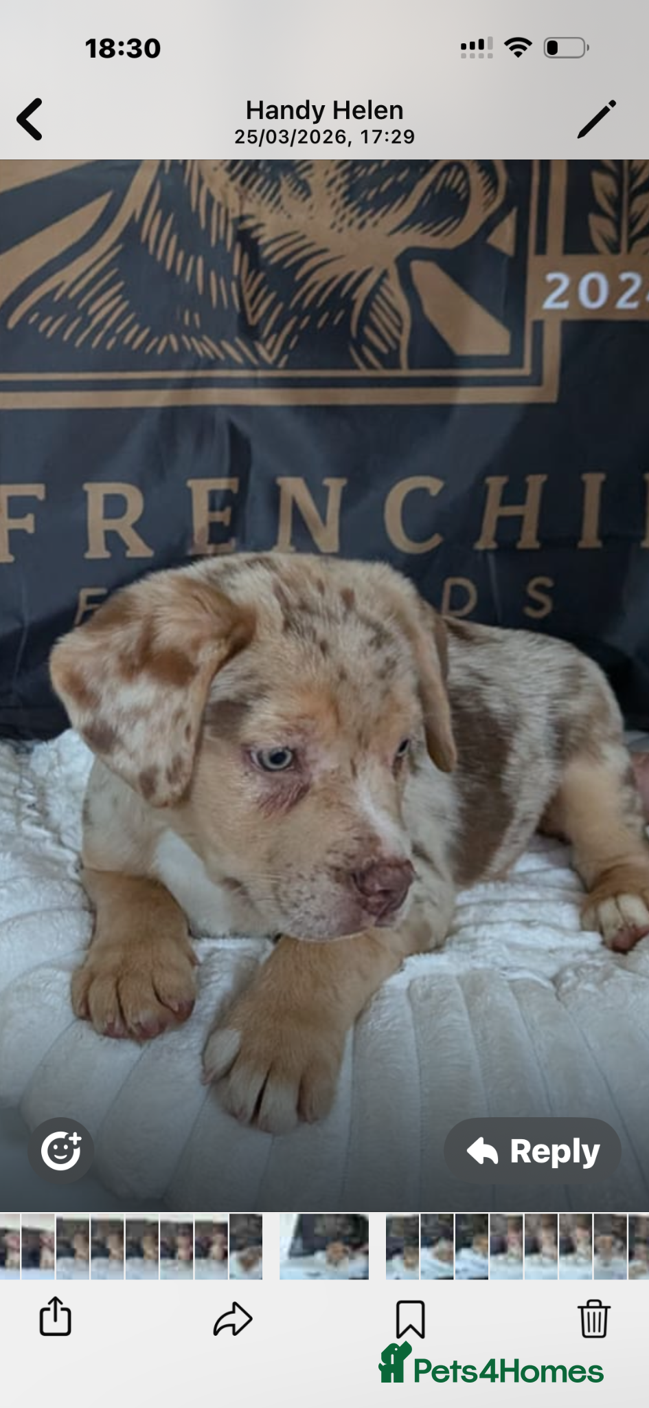 Mixed Breed dogs Amazing French Bulldog x puppy - Advert 5