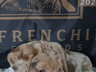 Mixed Breed dogs Amazing French Bulldog x puppy - Advert 1