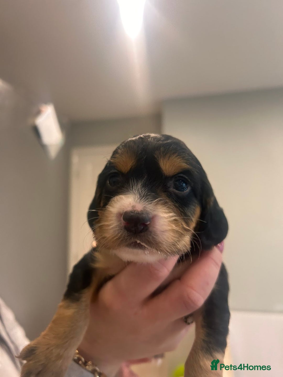 Sprocker dogs for sale: 🐾 Beautiful Sprocker Spaniel Puppies – £1000 🐾 - Advert 19