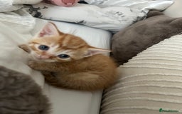 Mixed Breed cats for sale: Beautiful Kittens for sale - Image 11