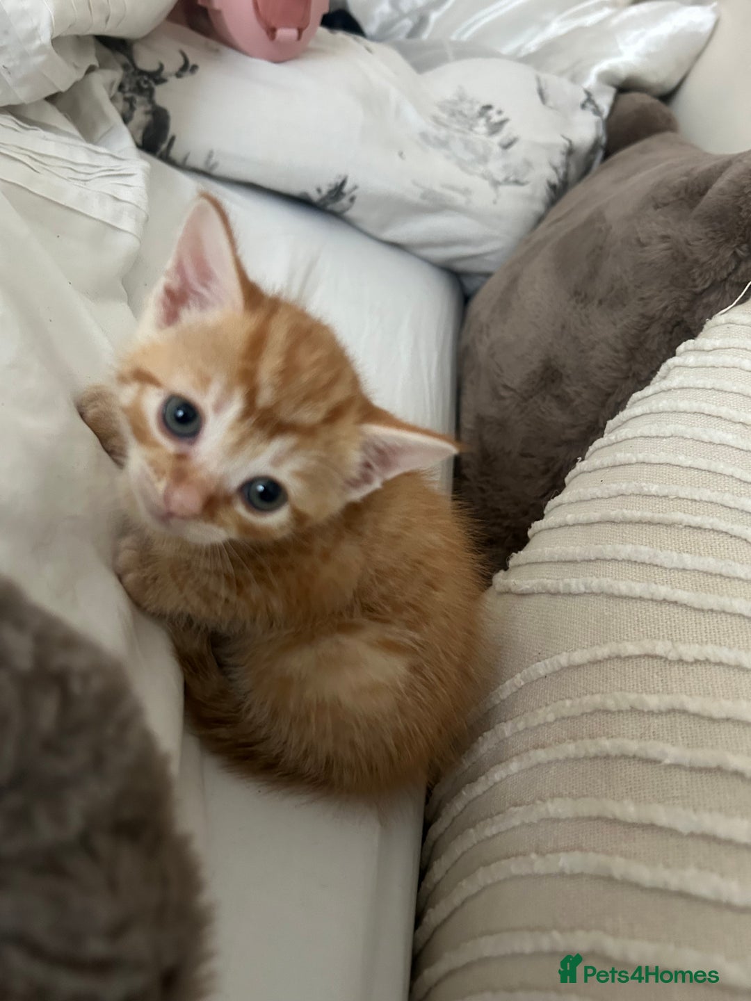 Mixed Breed cats for sale: Beautiful Kittens for sale - Image 11