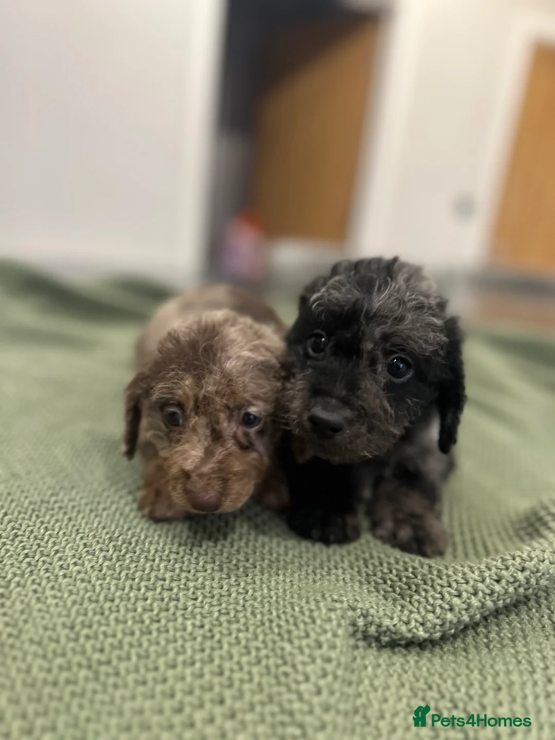 Doxiepoo dogs for sale: Daxipoo puppy (dachshund X poodle)  - Advert 1