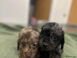 Doxiepoo dogs Daxipoo puppy (dachshund X poodle) - Advert 1