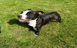 Staffordshire Bull Terrier dogs for sale: Adorable KC Reg/Health Tested SBT Puppies - Image 25
