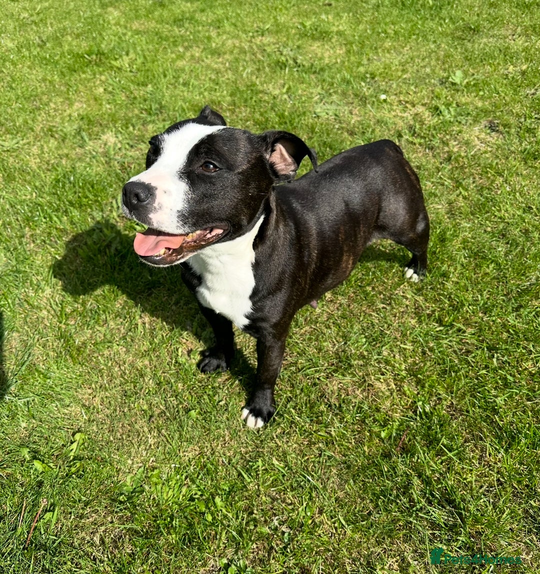 Staffordshire Bull Terrier dogs for sale: Adorable KC Reg/Health Tested SBT Puppies - Image 25