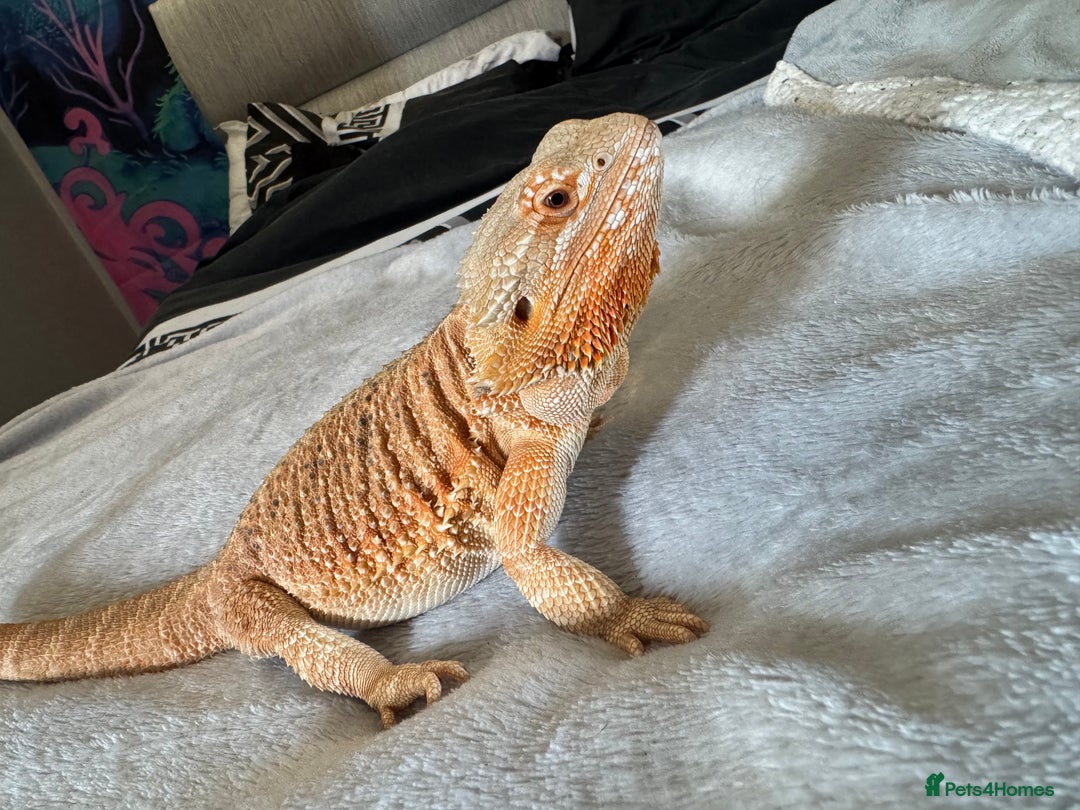Bearded Dragon reptiles for sale: 2 year old bearded dragon  - Advert 1
