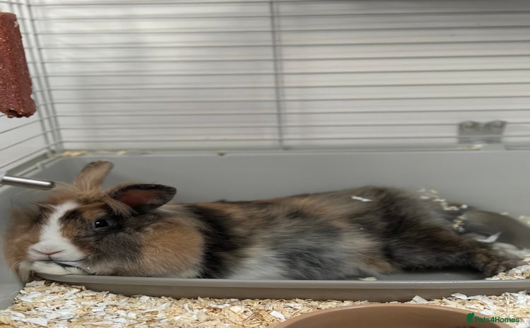 Mini Lop rabbits - Advert 16