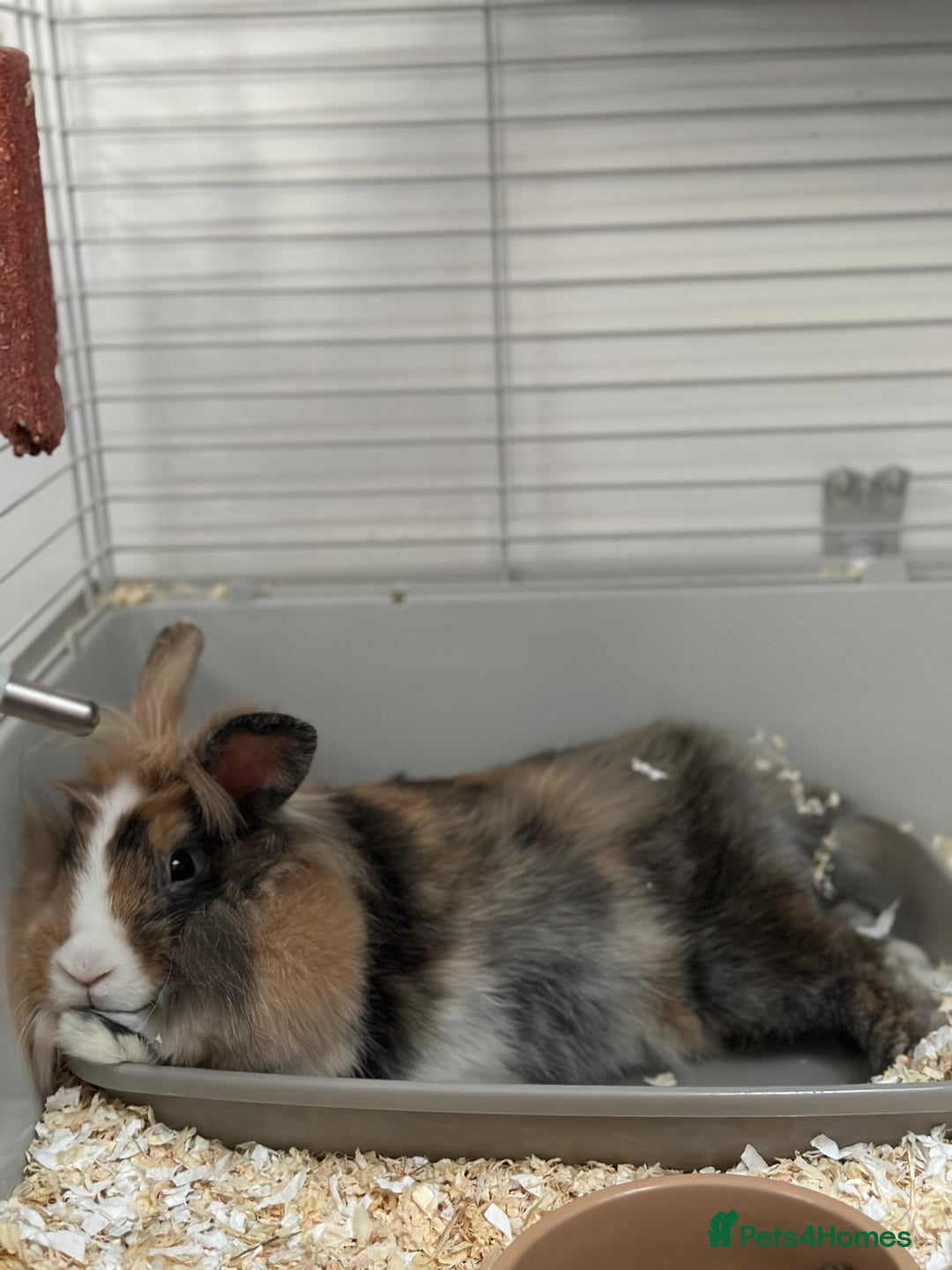Mini Lop rabbits for sale: Female rabbit for adoption! - Image 1