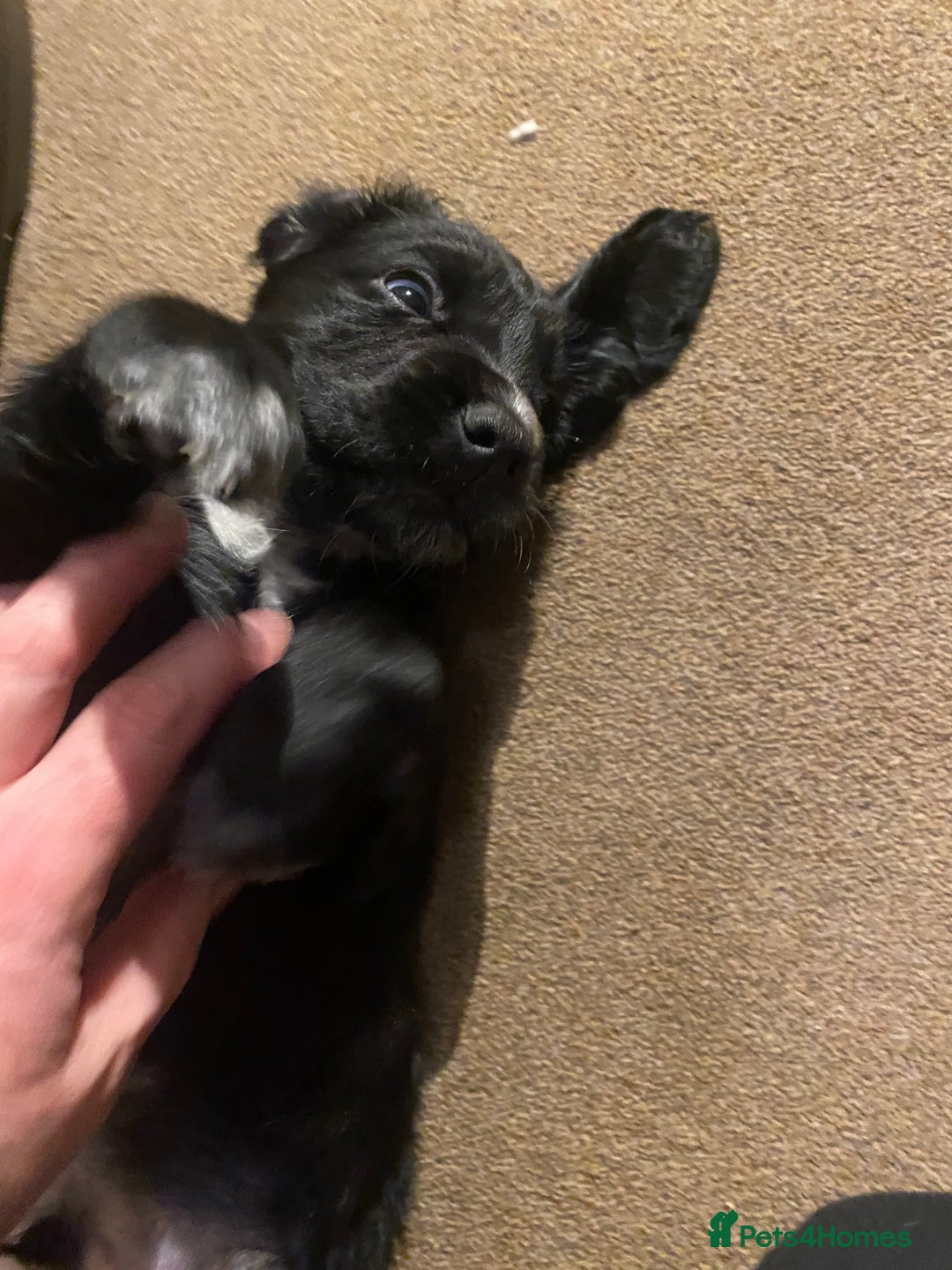 Cocker Spaniel dogs for sale: Cocker Spaniel Puppies - Advert 5