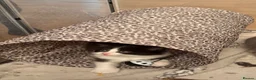 Mixed Breed cats for sale: Beautiful fluffy kittens for sale  - Advert 4