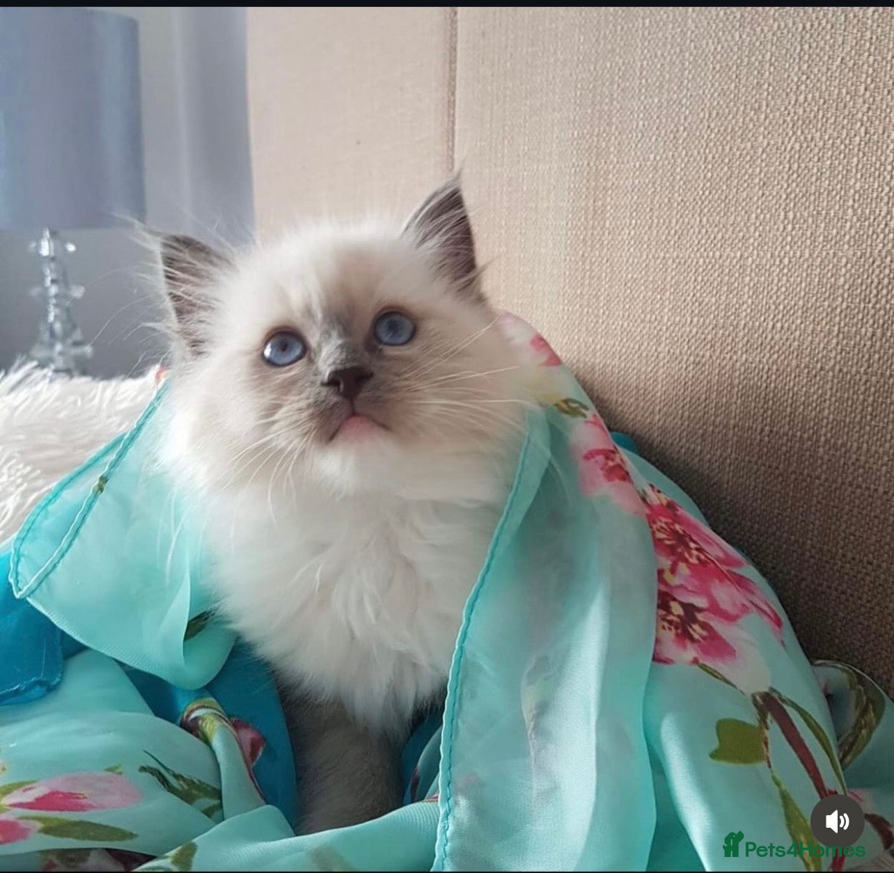 Ragdoll cats TICA REGISTERED RAGDOLL KITTENS  - Advert 1