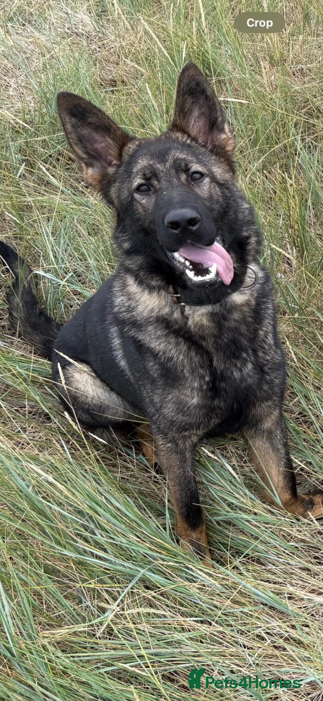 German Shepherd dogs for sale: German shepherd  - Advert 1