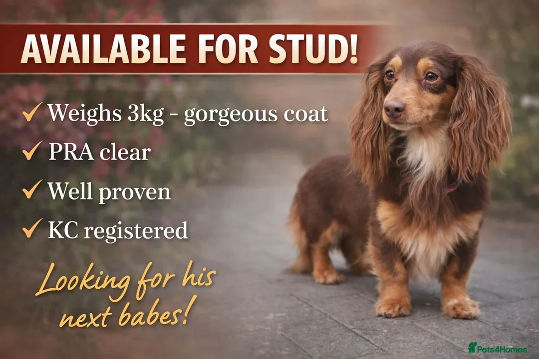 Miniature Dachshund dogs for sale: Beautiful rare miniature Daschunds. Pure 🧬  - Advert 2