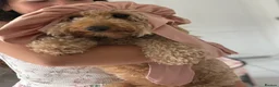 Cockapoo dogs for sale: 2 year old Cockapoo Girl 🌺  - Advert 3