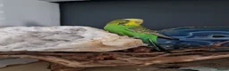 Budgerigars birds for sale: Semi-tame female budgie w/cage & accessories  - Advert 1