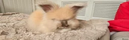 Angora rabbits for sale: 🐰English angora last boy ready now🐰 - Advert 9