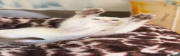 British Shorthair cats for sale: British shorthair beautiful golden kittens  - Advert 8