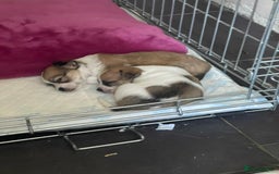 Chihuahua dogs for sale: 2 adorable chihuahua  - Image 7