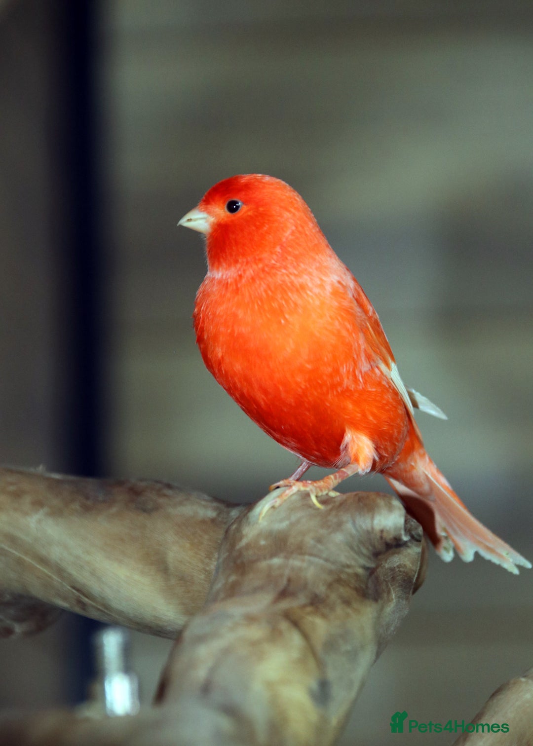 Parrots birds for sale: Talking Parrot and bird Available - Advert 21