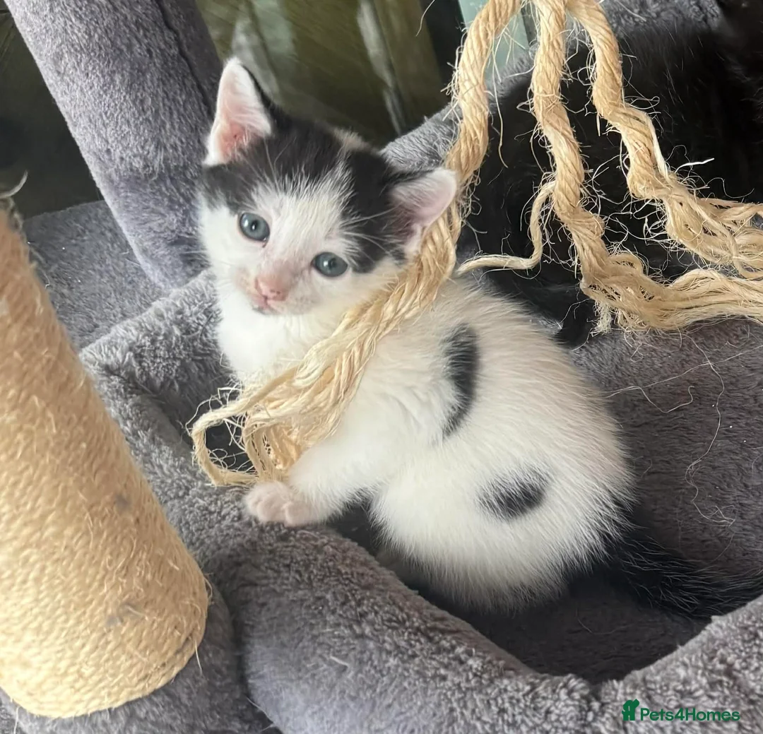 British Shorthair cats for sale: 3 male kittens  in Hastings - Advert 4