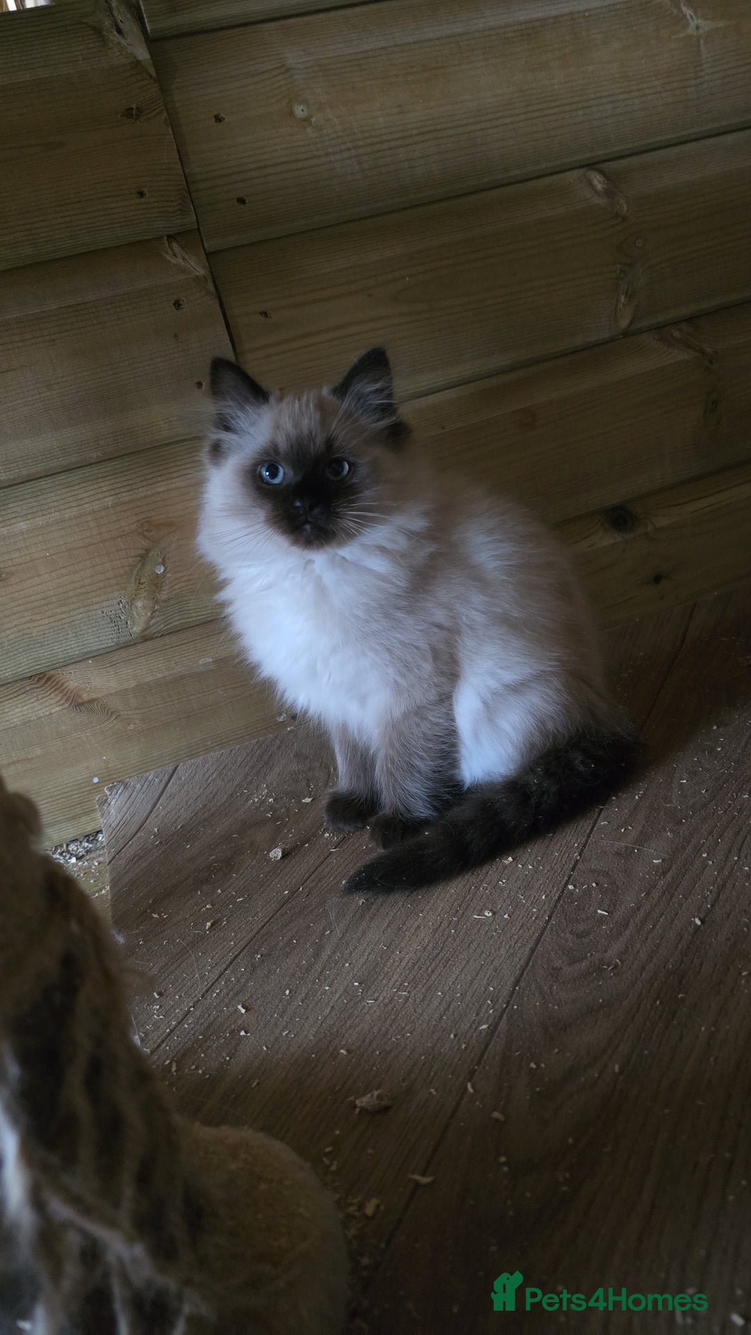 Ragdoll cats for sale: Captain Tom - Image 1