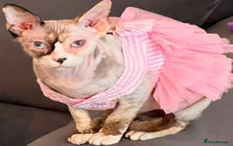 Sphynx cats for sale: Sphynx Cat - Image 5