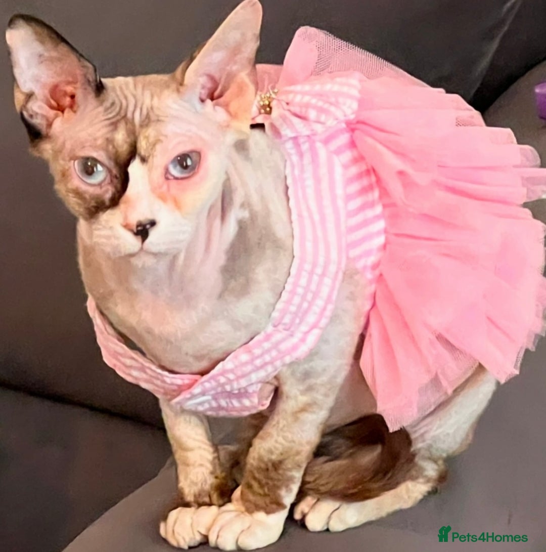 Sphynx cats for sale: Sphynx Cat - Image 5