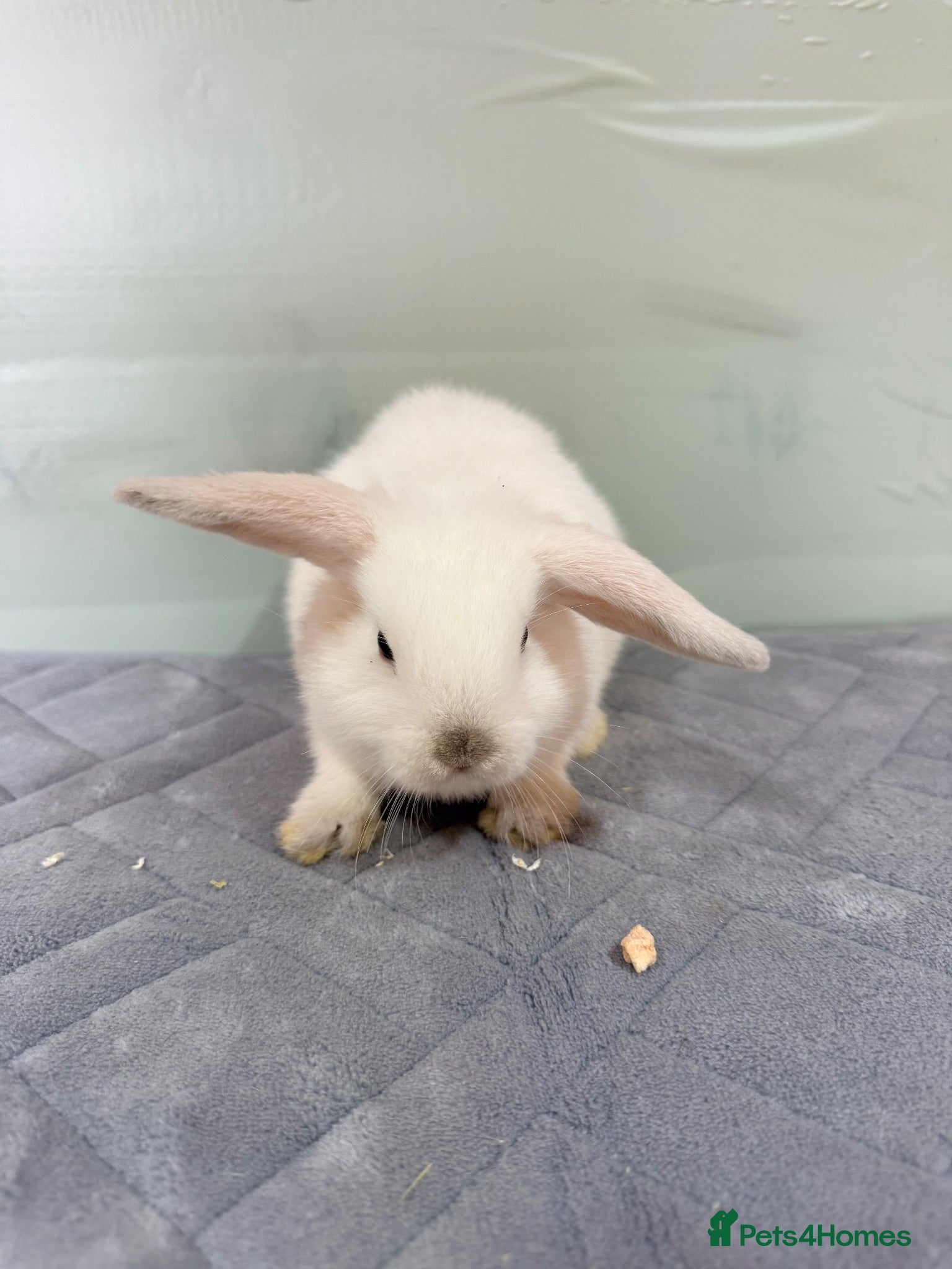Mini Lop rabbits mini lops (BUCK) 8 weeks old  - Advert 13
