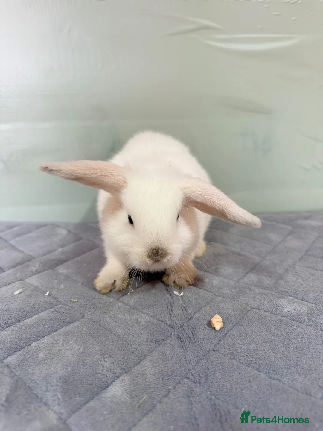 Mini Lop rabbits for sale: mini lops (BUCK) 8 weeks old  - Advert 1