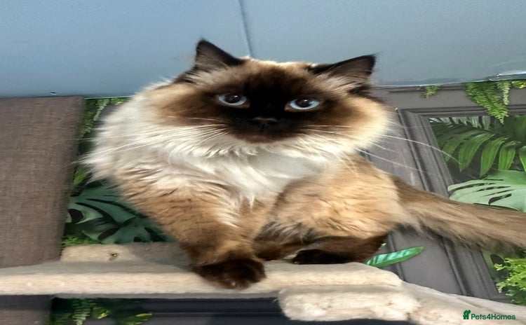 Ragdoll cats - Advert 15