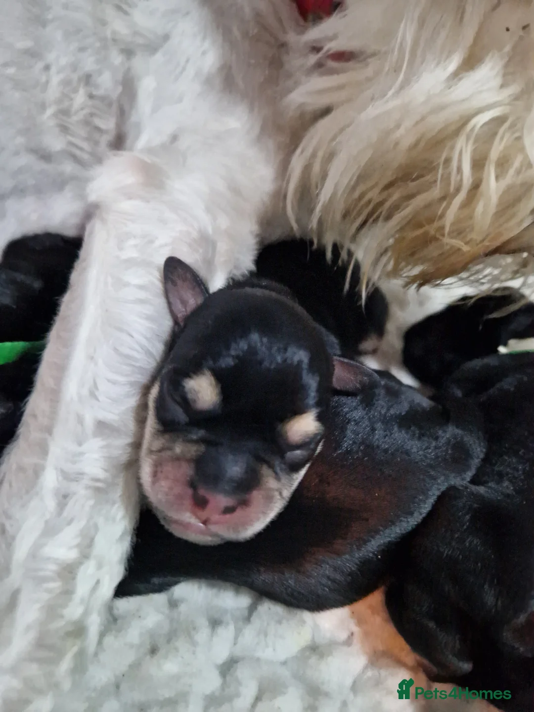 Miniature Schnauzer dogs for stud: CHAMPION SIRED eye/mac clear BLACK BOY AT STUD in Hessle - Advert 6