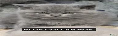 British Shorthair 5