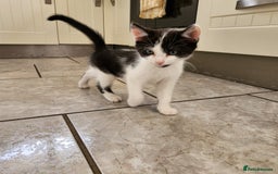 Domestic Shorthair cats for sale: 5 kittens ready for a new home  - Image 12