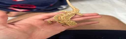 Bearded Dragon reptiles for sale: Baby bearded dragons READY NOW - Advert 4