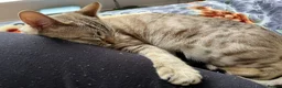 Bengal cats for sale: LaRusso–Stunning Young Snow Bengal w/ Blue Eyes - Advert 2