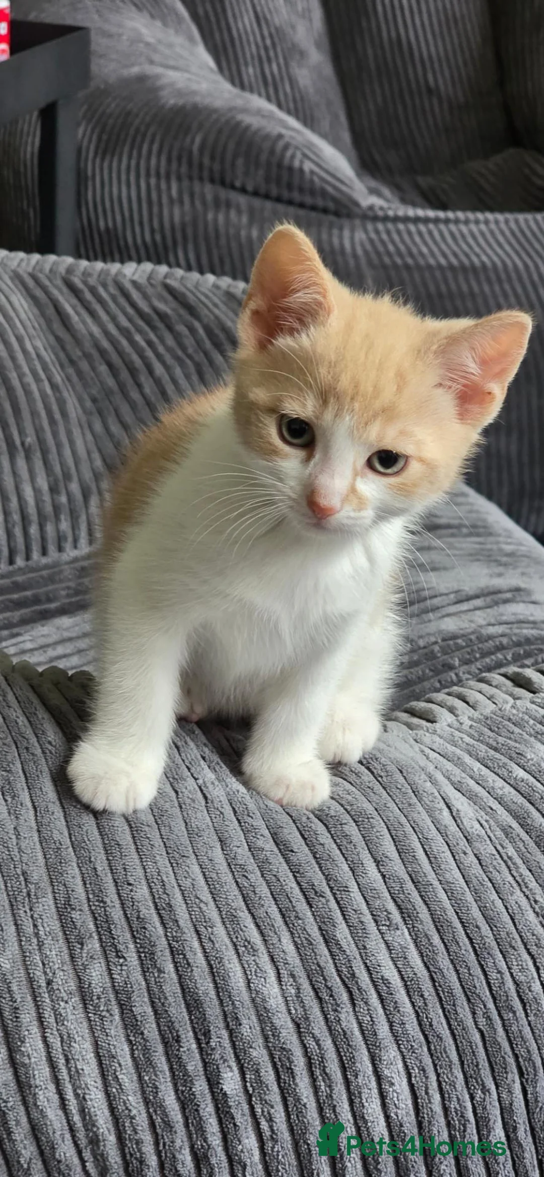 Mixed Breed cats for sale: Ginger white cat in Farnborough - Advert 1