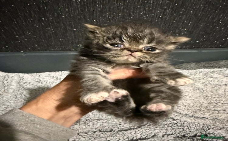 Persian cats - Advert 1